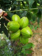 平易近族品牌工程”的身份